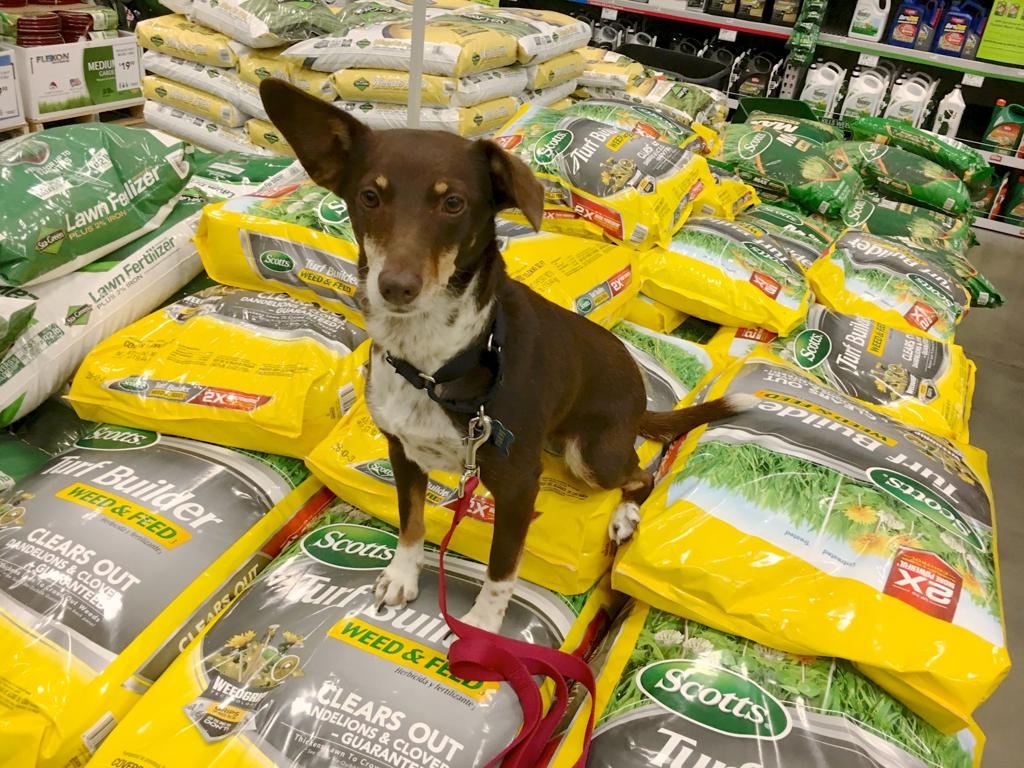 Dog Gone Problems How To Keep Your Dog Safe Around Weed Killer And Fertilizer Blogs Omaha Com