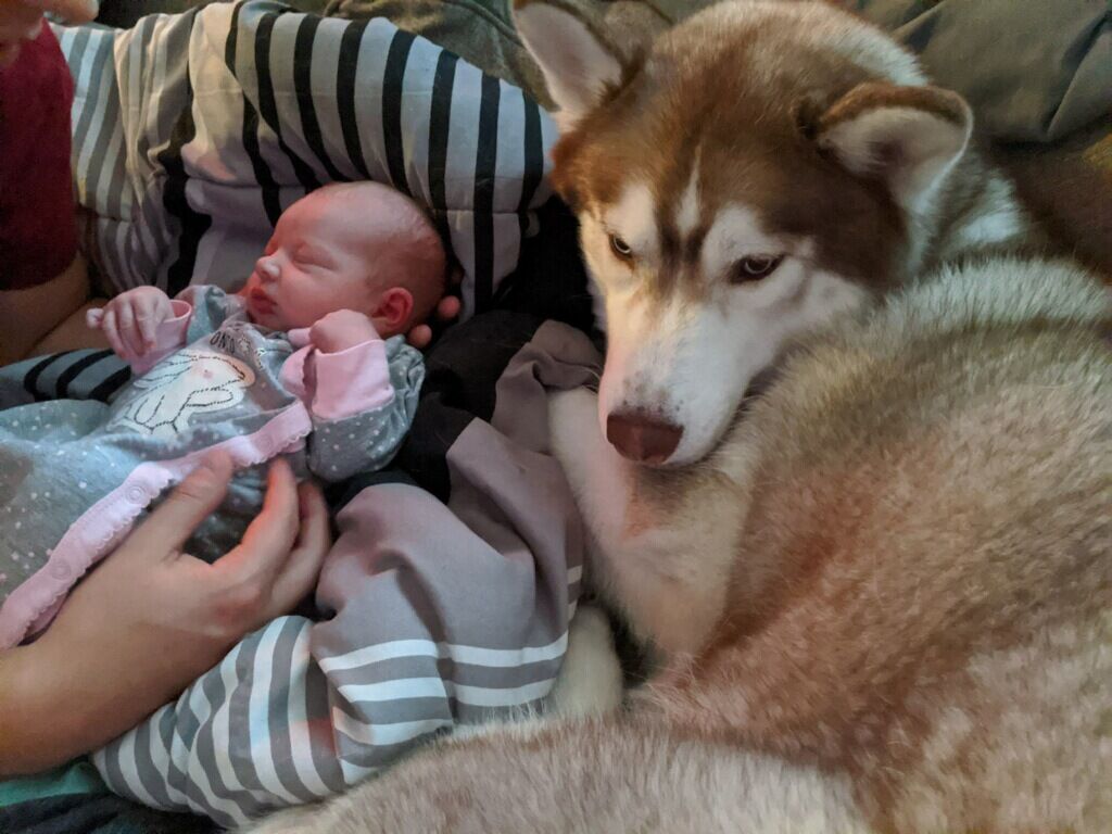 how do you introduce a dog to a baby