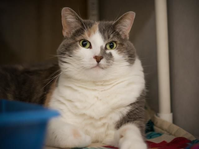 Nebraska Humane Society offers adoption  deals for cats  and 