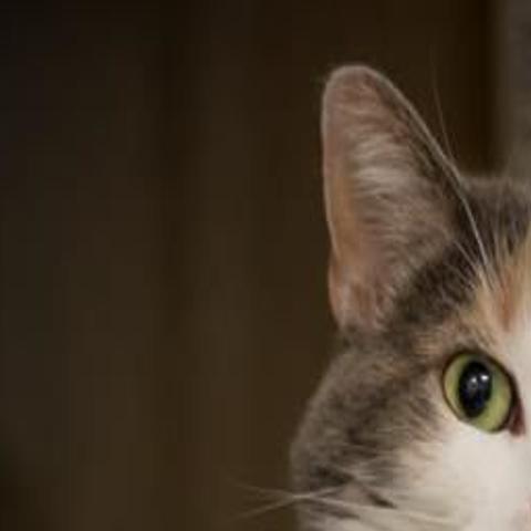Nebraska Humane Society Offers Adoption Deals For Cats And Dogs