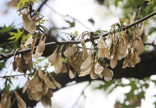 82 Year Old Omahan Who Didn T Like Maple Helicopters Punches 54 Year Old Son Of His Neighbor The Younger Man Says Crime Courts Omaha Com