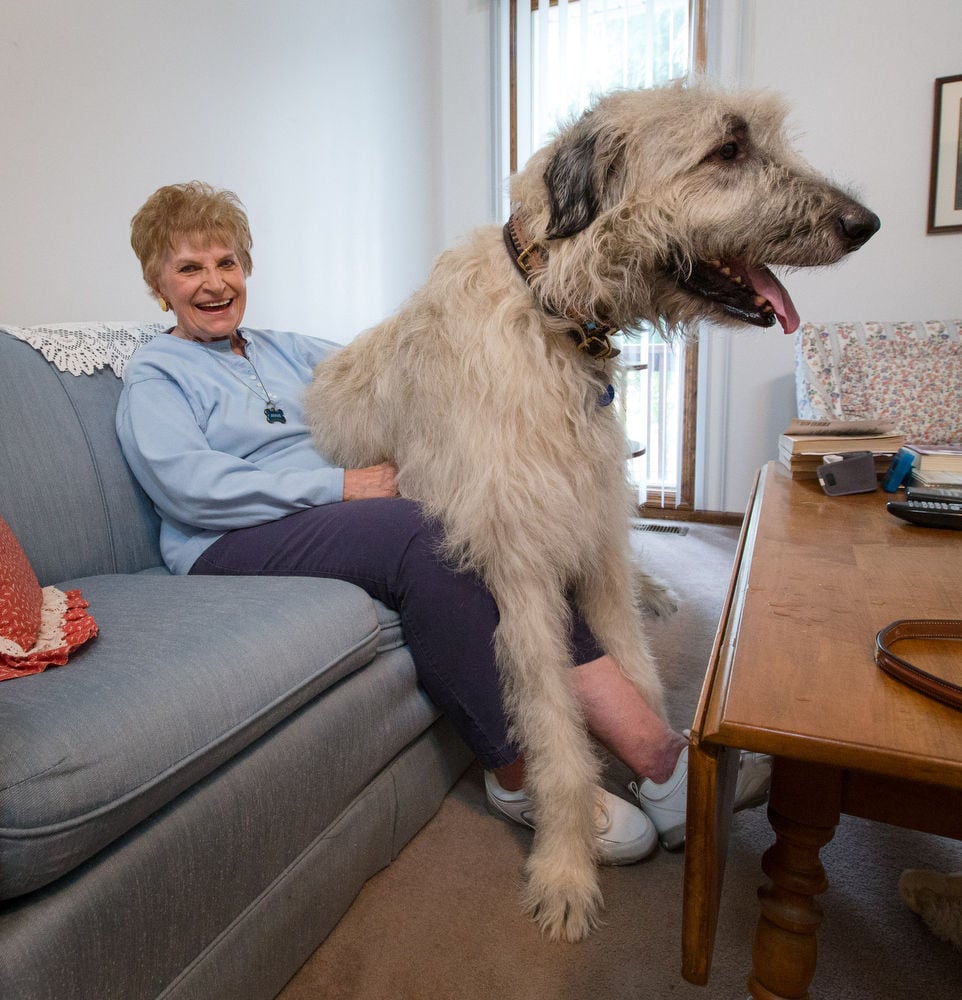 Big store irish wolfhound