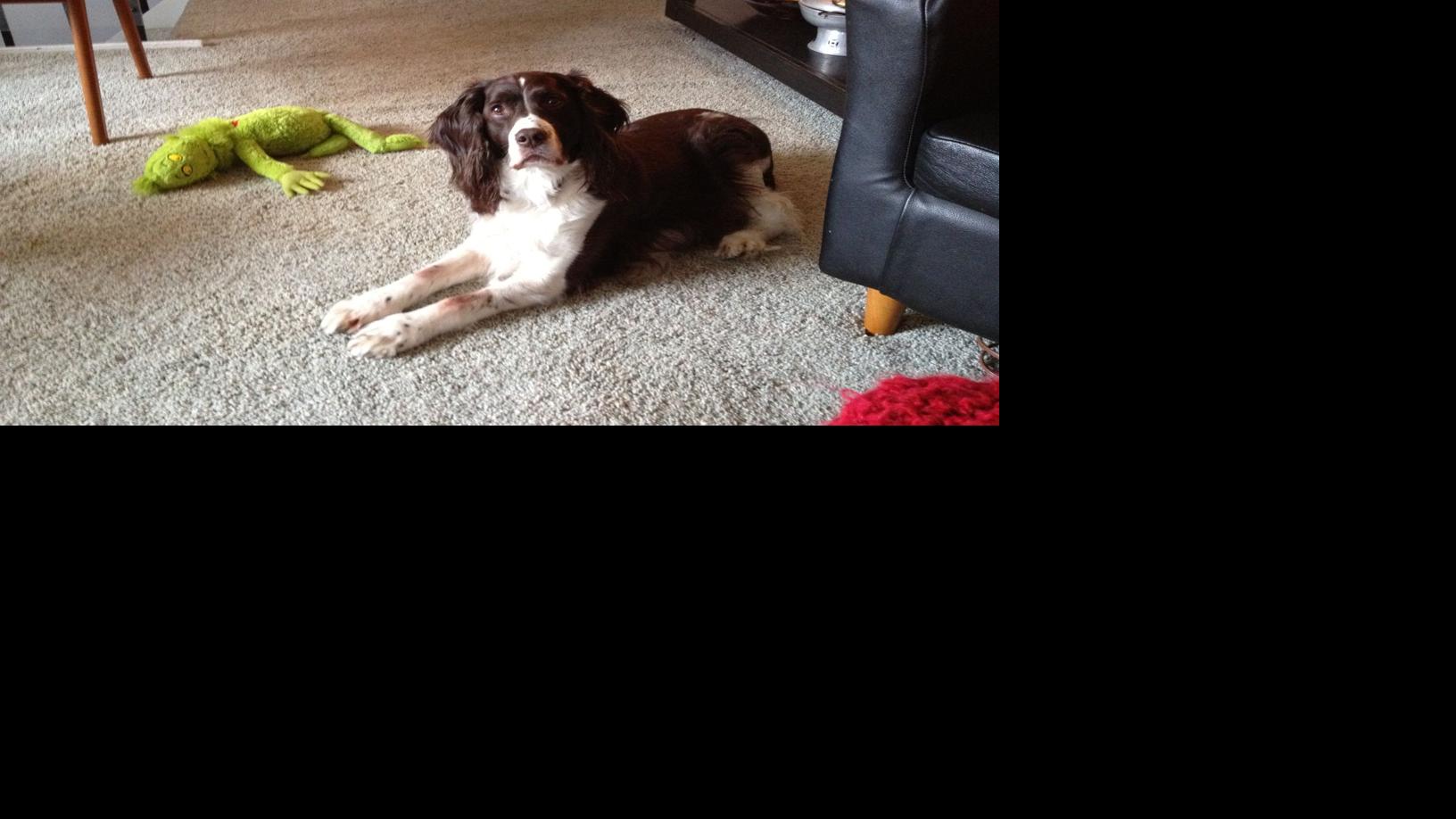 Dog Gone Problems My Dog Is Overly Possessive With Pillows And