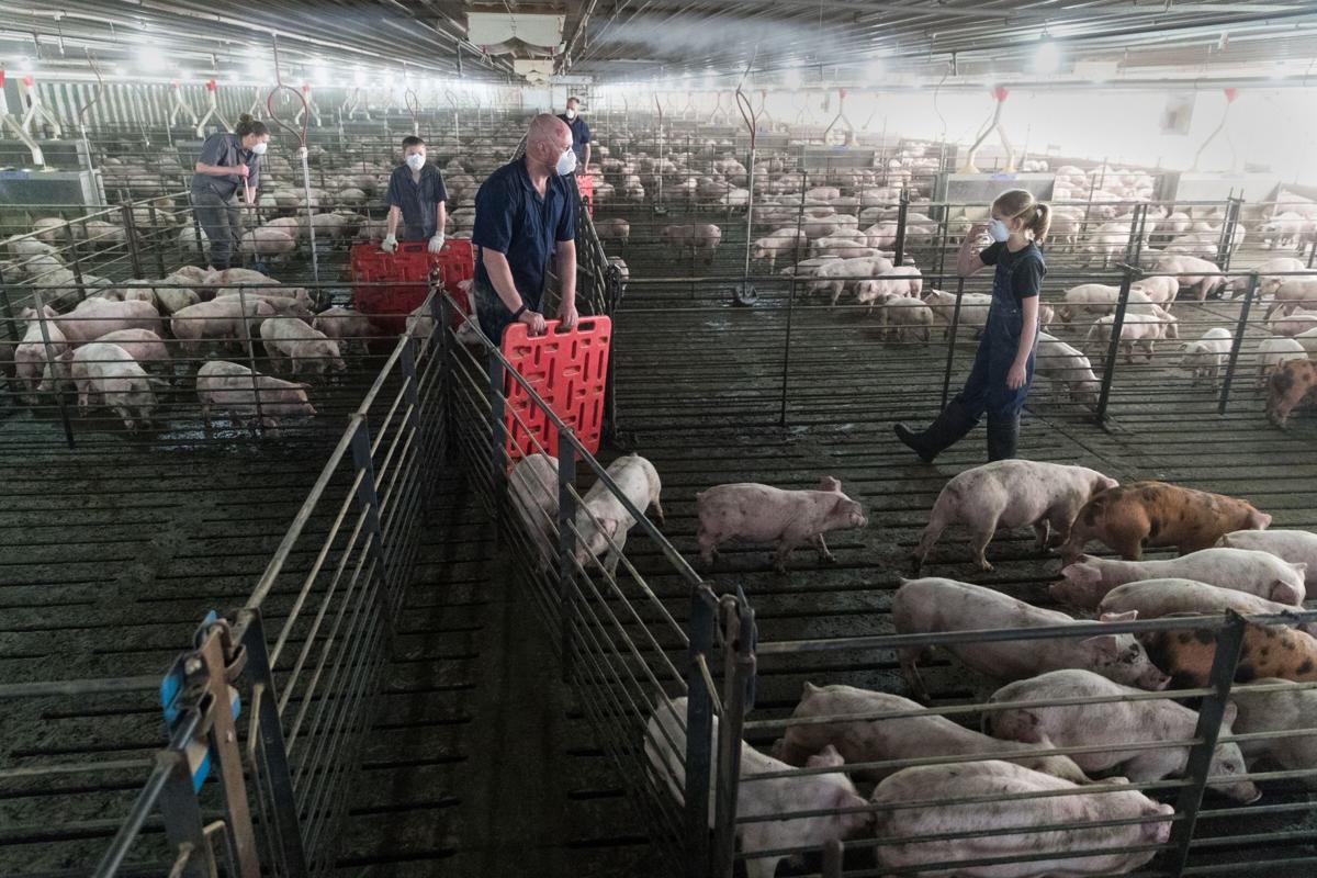 How To Raise Pigs In The Philippines Raisclaut