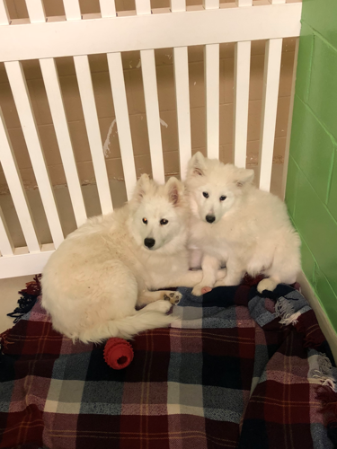 Samoyed puppy mill sales rescue