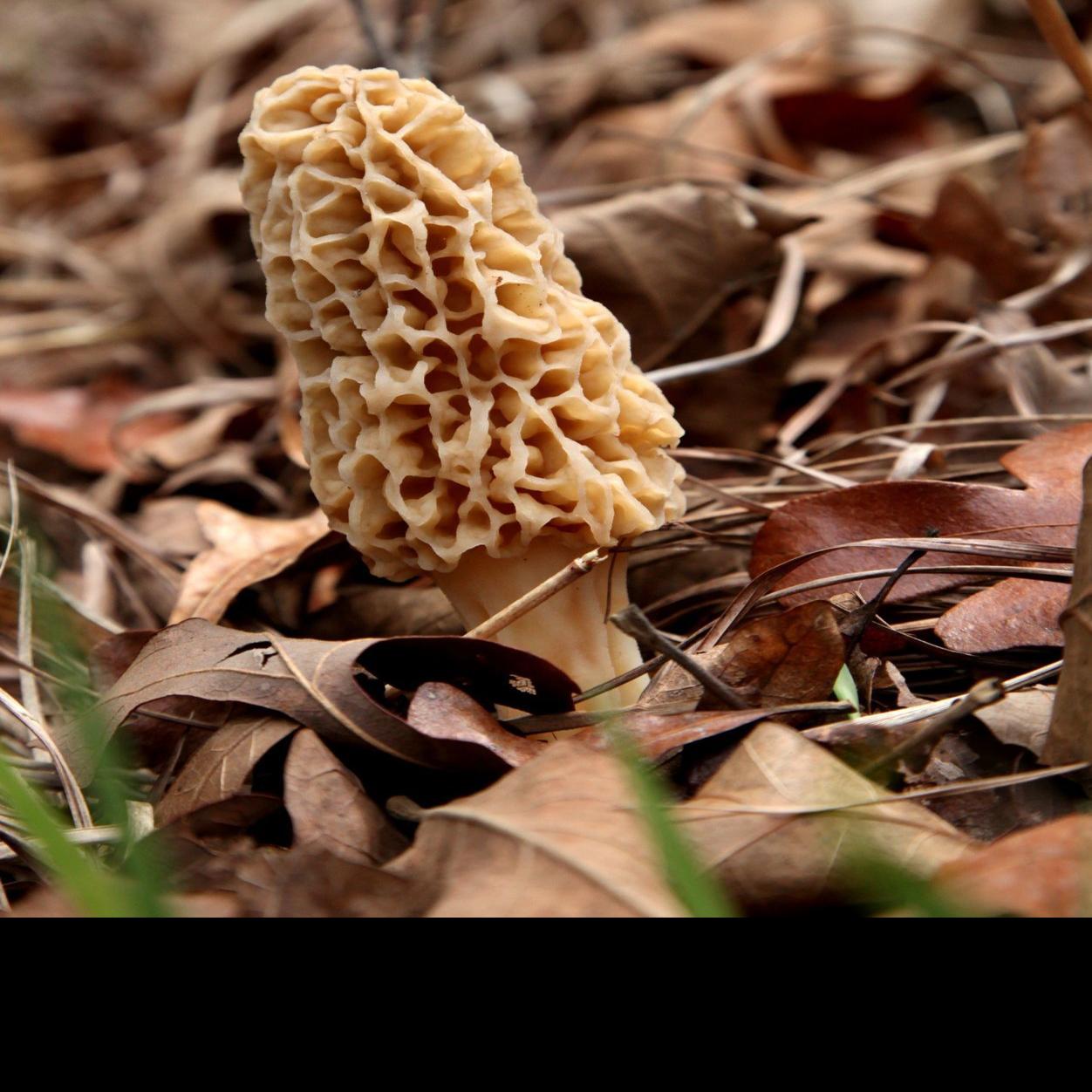 If You Plan To Harvest Morels This Spring Take Caution In Areas Near Water News Omaha Com