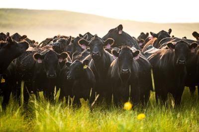 Supply and demand or meatpacker consolidation — who is right in beef over beef?