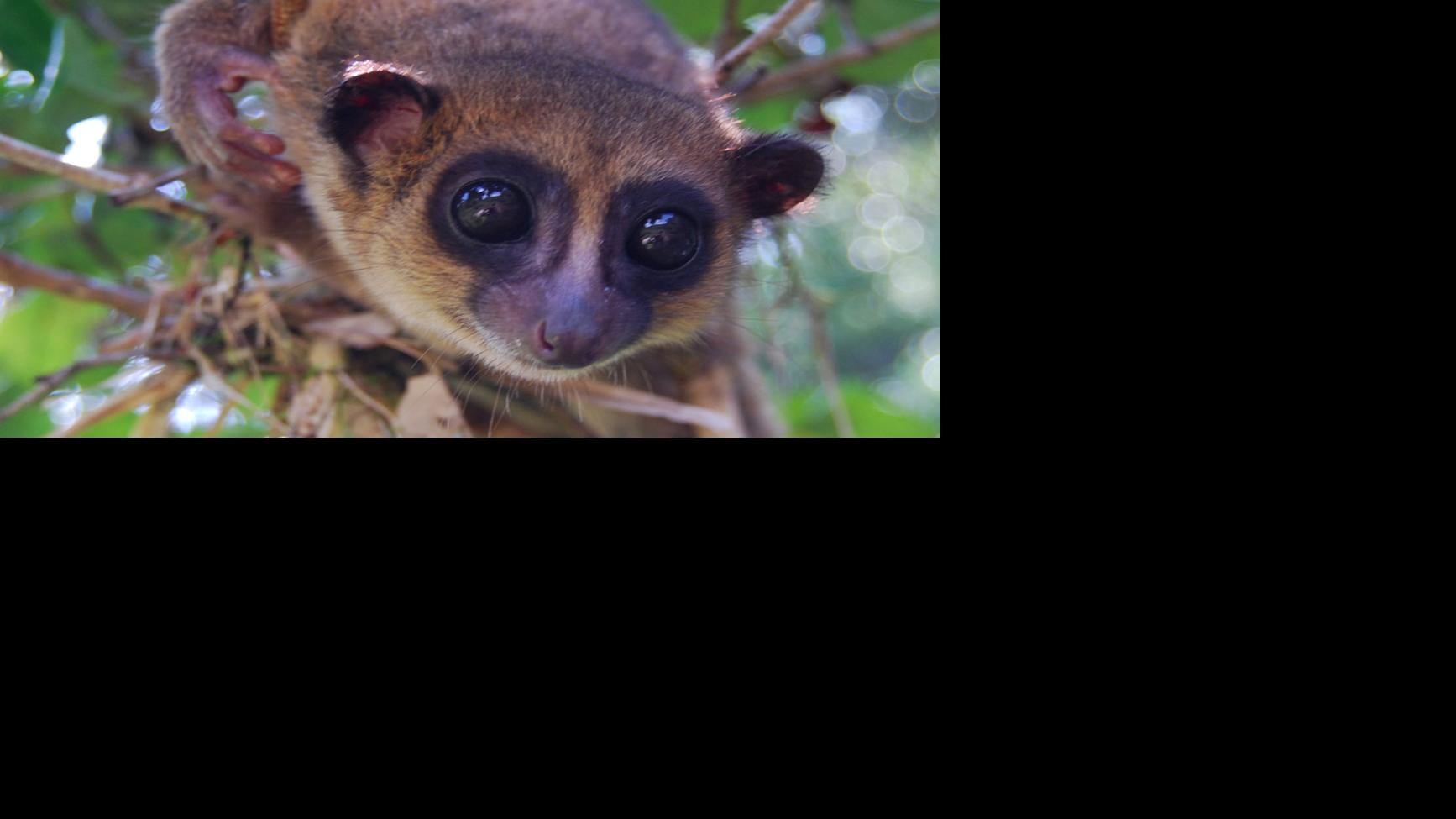 Omaha Zoo Scientists Part Of Team That Finds New Lemur Species In