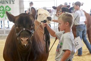 It's a family a fair: Three generations of 4-H connect Harkins family at county fair
