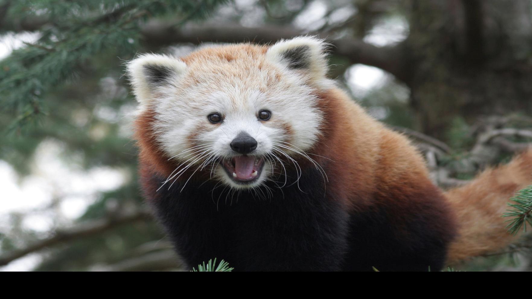 What Exactly Is A Red Panda Lifestyles Omaha Com