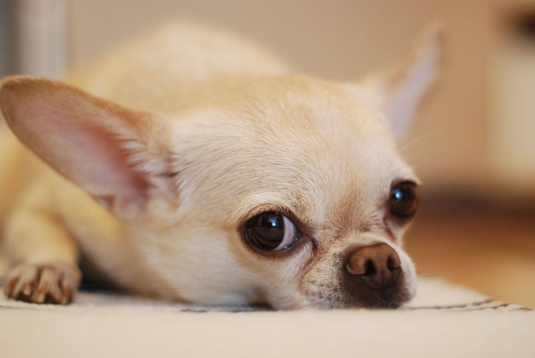 Pint-sized Chihuahuas have polarized pet owners for centuries