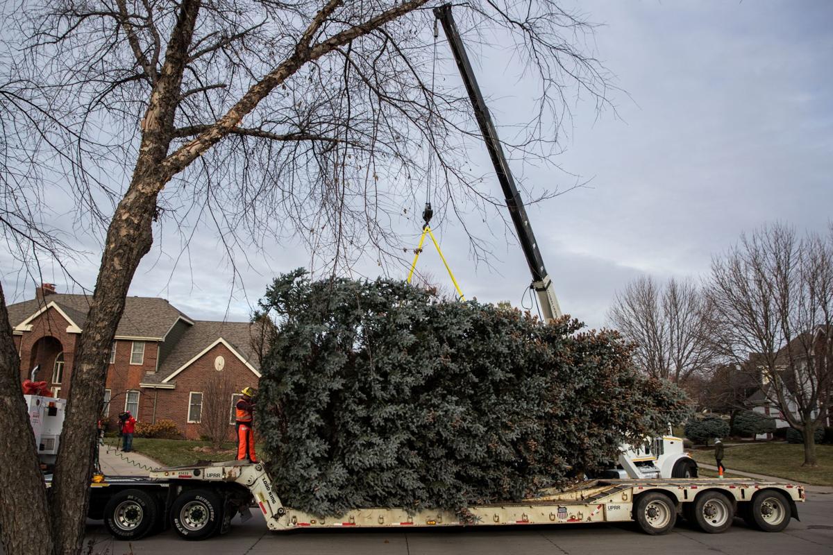 45foottall 'Big Blue' makes the cut as this season's Christmas tree