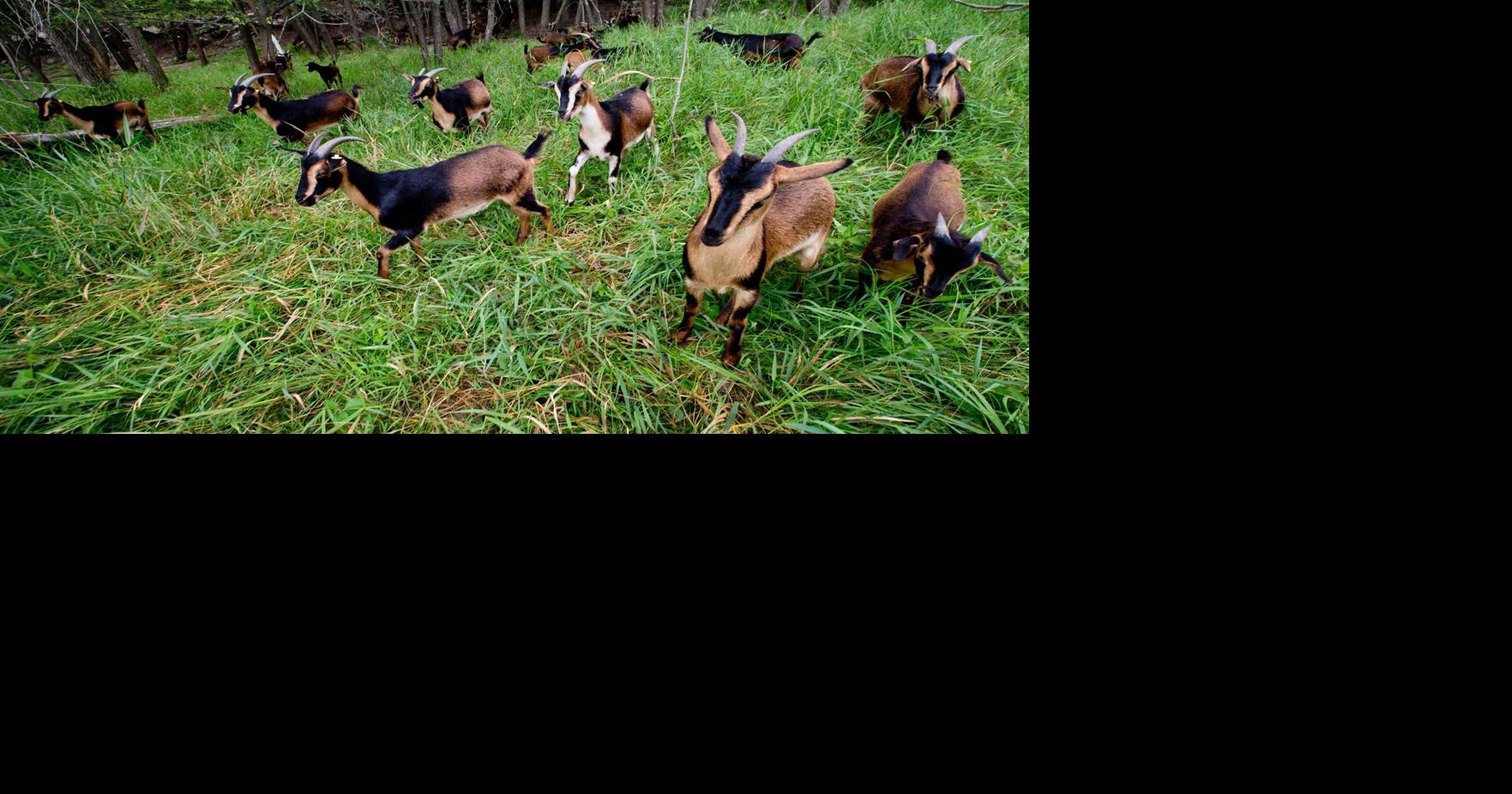 How 2 farmers and a bunch of volunteers saved the world's largest herd ...