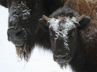 Henry Doorly Zoo And Its Safari Park Shift To Winter Hours