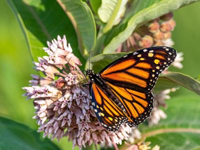 Monarch butterfly on milkweek from Nebraska Audubon