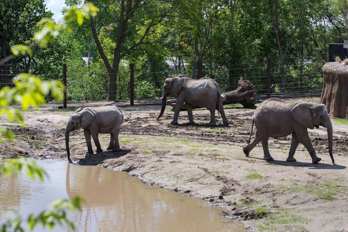 Omaha zoo offering discounted rates during membership drive | Henry