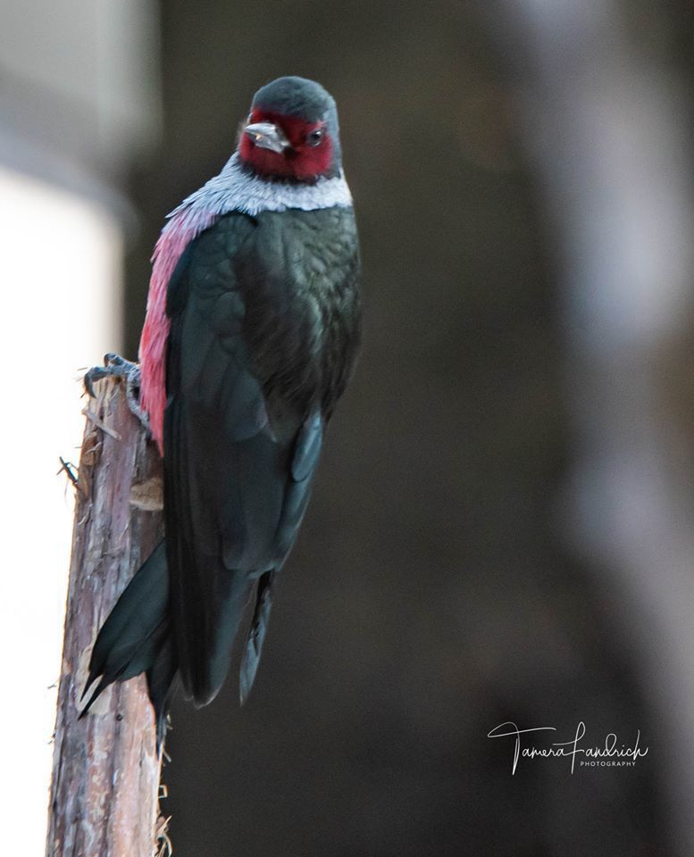 Woodpecker Capital Of The State Colorful Bird Is Drawing Crowds