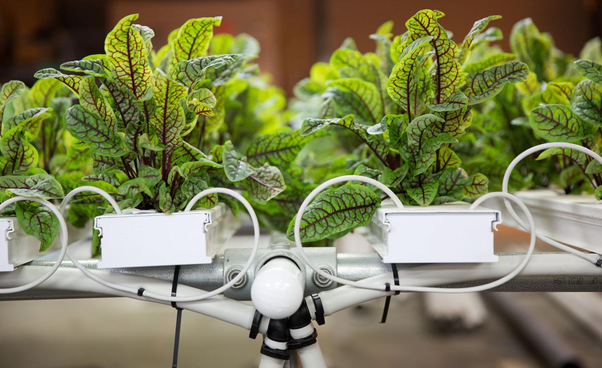 Omaha S First Commercial Enclosed Hydroponic Garden Inside