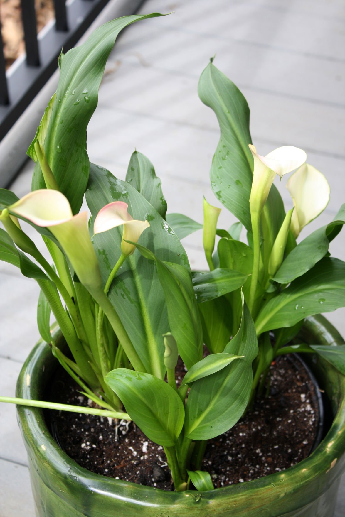 Riggenbach Needs Differ For Two Types Of Calla Lilies Lifestyles Omaha Com