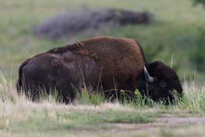 062526-owh-new-bison-nf-02