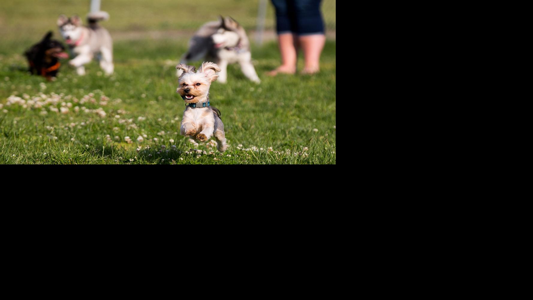 Pets Metro Guide Omaha Com