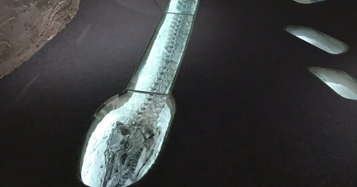 Research leads to new name for well-known Nebraska fossil - Vimarsana News
