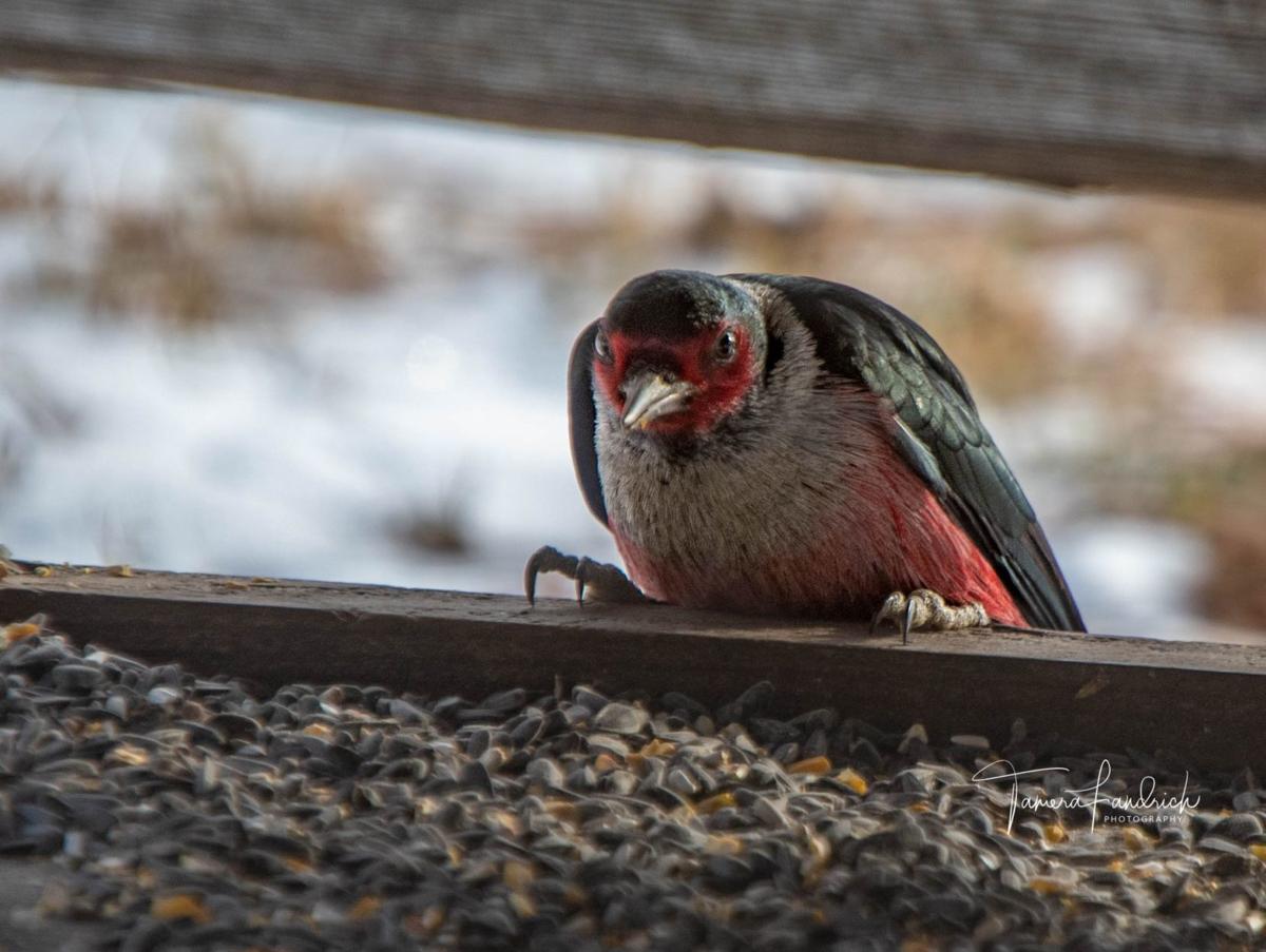 Woodpecker Capital Of The State Colorful Bird Is Drawing Crowds