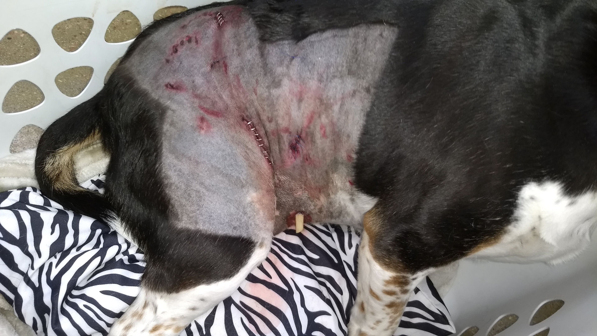 Beagle Has Surgery After Dog Attack In Papillion Owner Of Boxer Lab Mix Ticketed Crime Courts Omaha Com