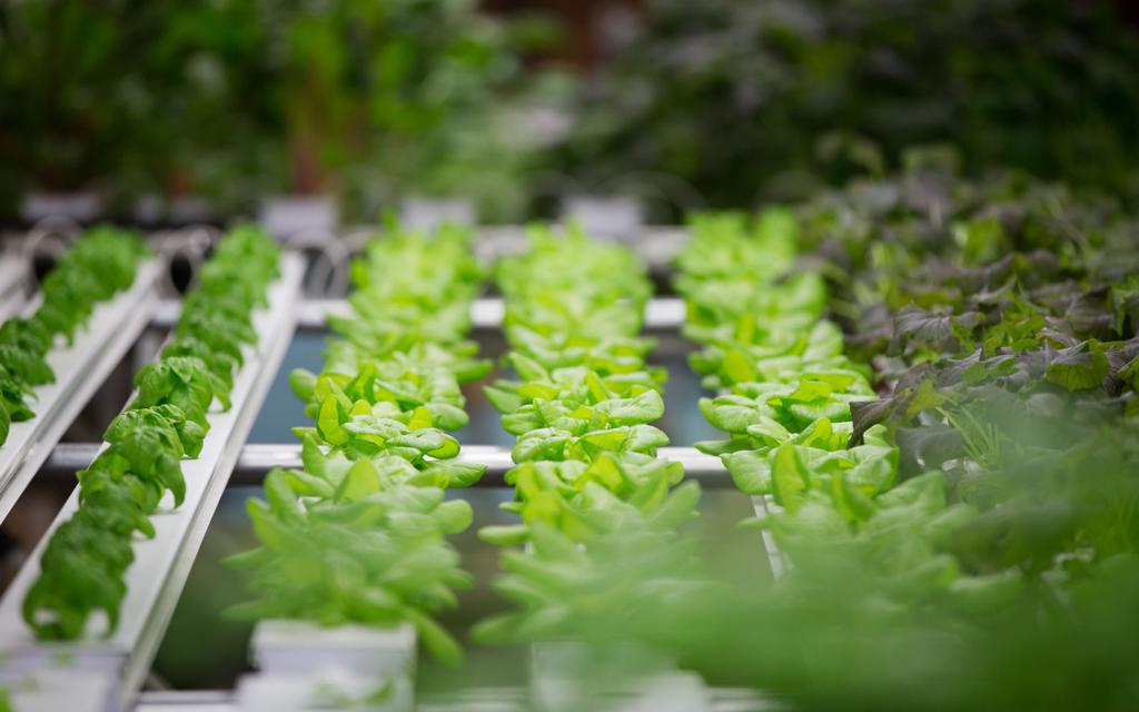 Omaha S First Commercial Enclosed Hydroponic Garden Inside