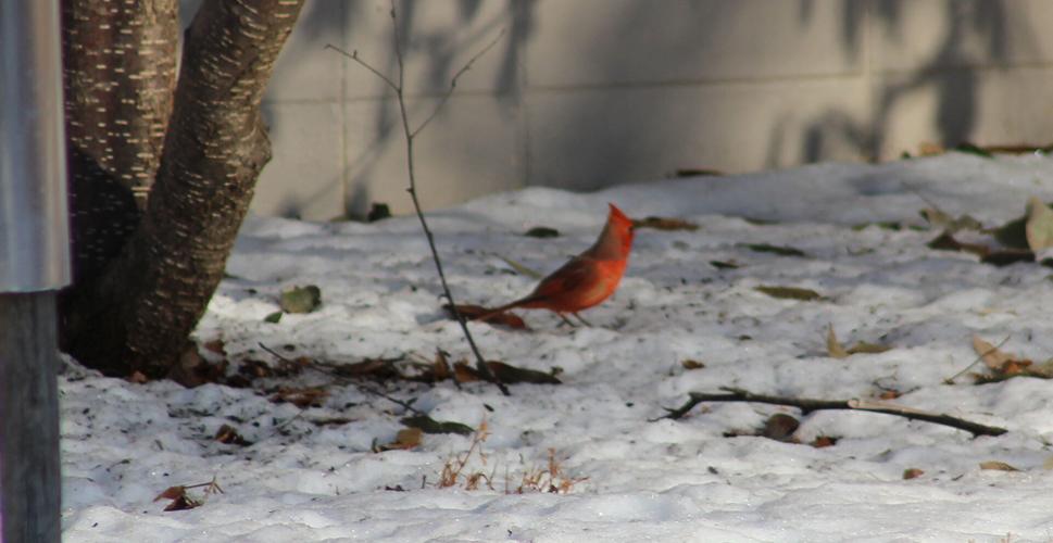 010423-gb-news-bird-count-p08.JPG