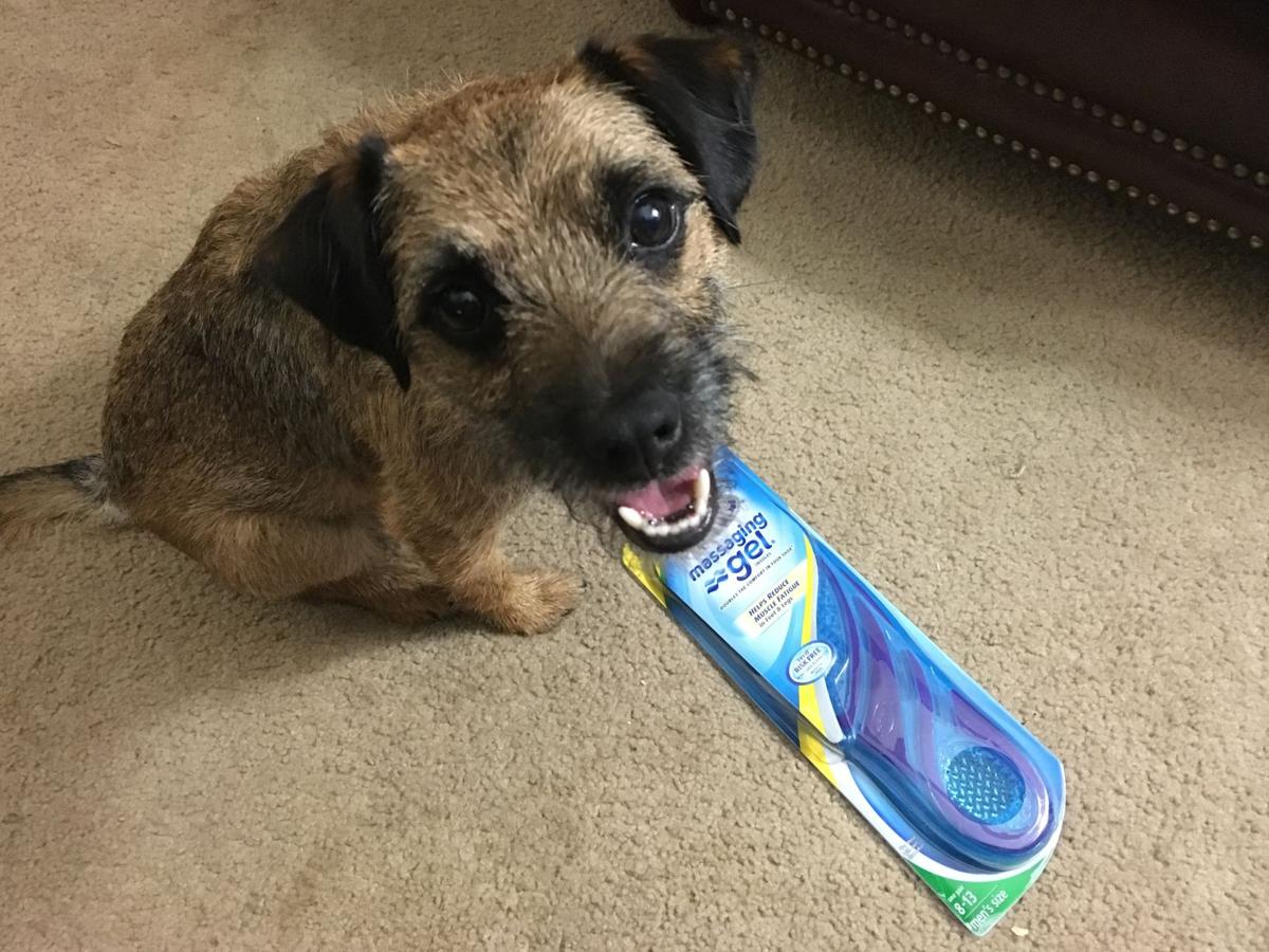 Dog Gone Problems Our dog won't stop stealing things