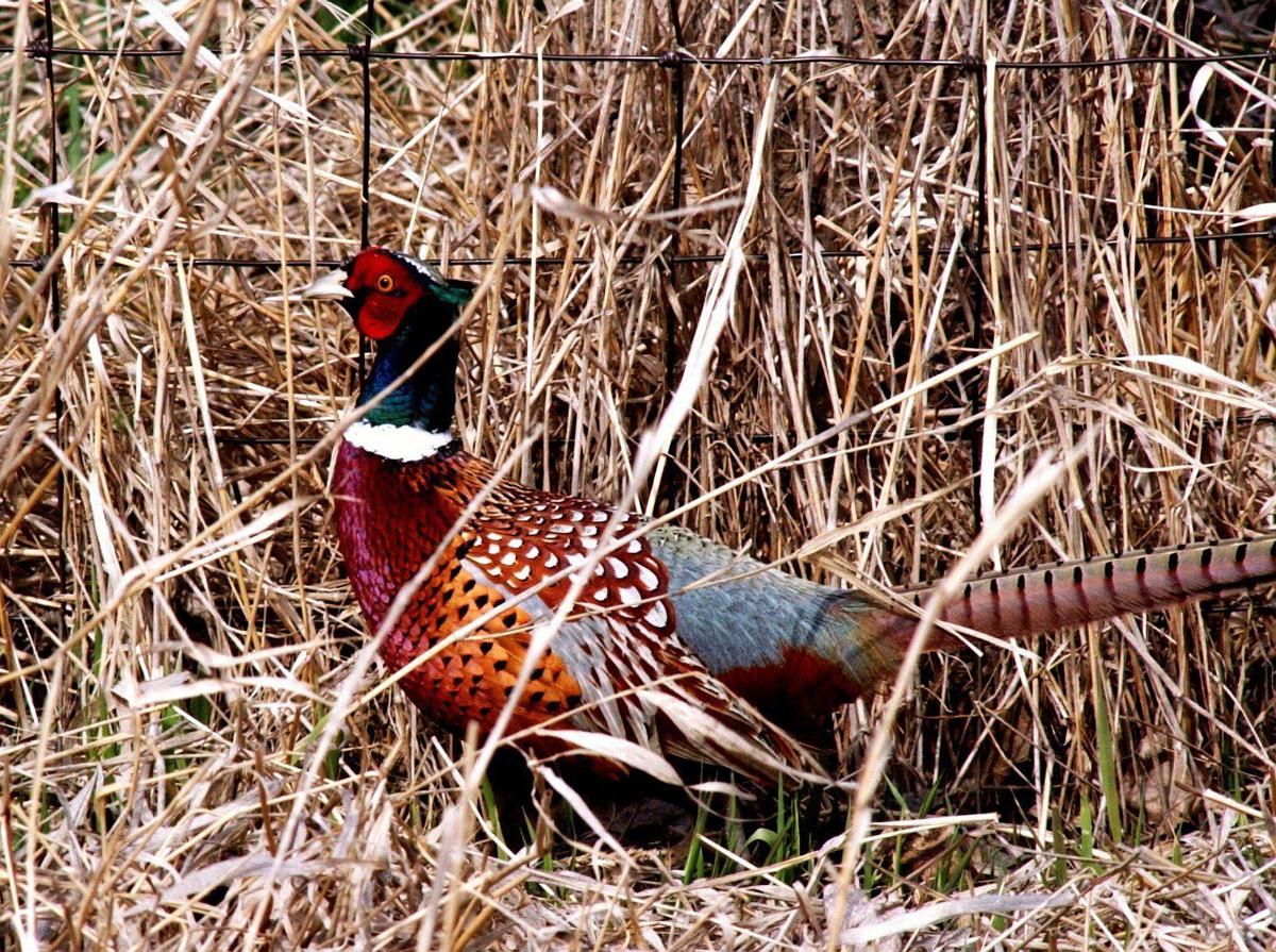 pheasant (copy) (copy)