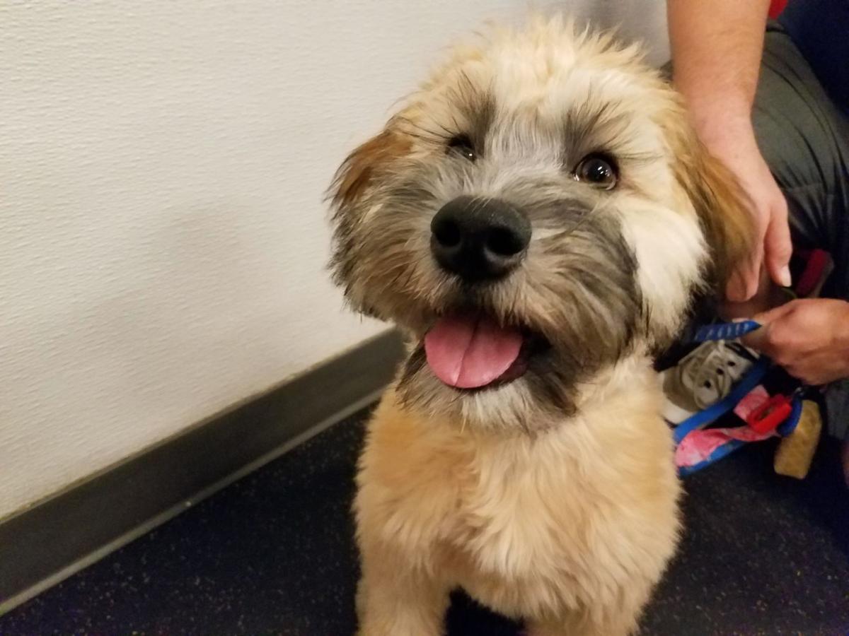 Dog Gone Problems My puppy eats her own poop