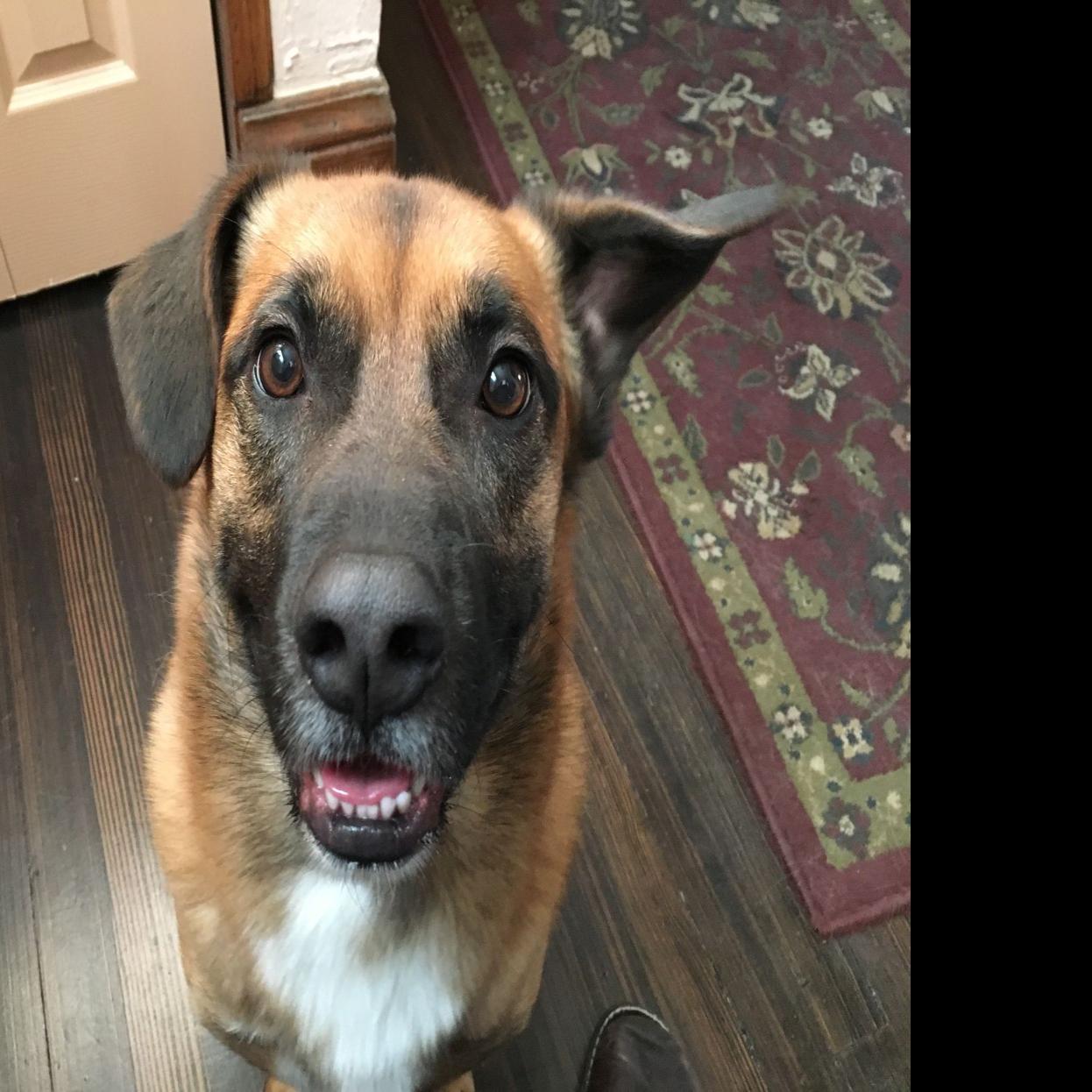 How To Train Your Dog To Stop Barking At Visitors