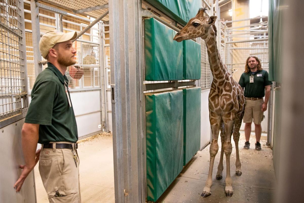 After scary start, Hope the giraffe calf has become an Omaha zoo favorite
