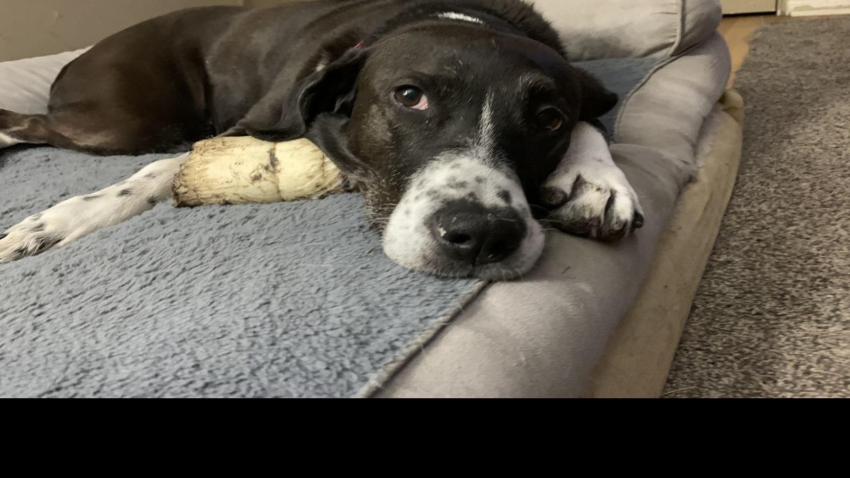 Dog Gone Problems How To Help Your Dog Practice Being Calm When Left Alone Post Coronavirus Momaha Com Omaha Com