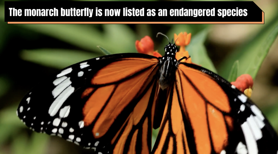 Save Our Monarchs & Lands' End  The iconic monarch butterfly