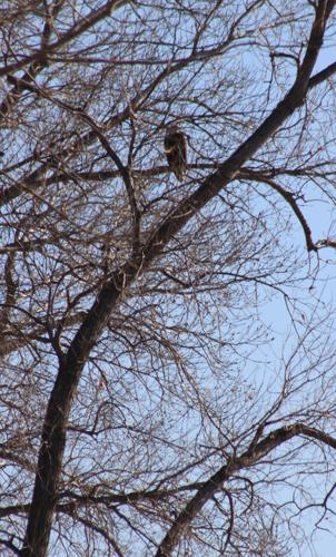 010423-gb-news-bird-count-p11.JPG