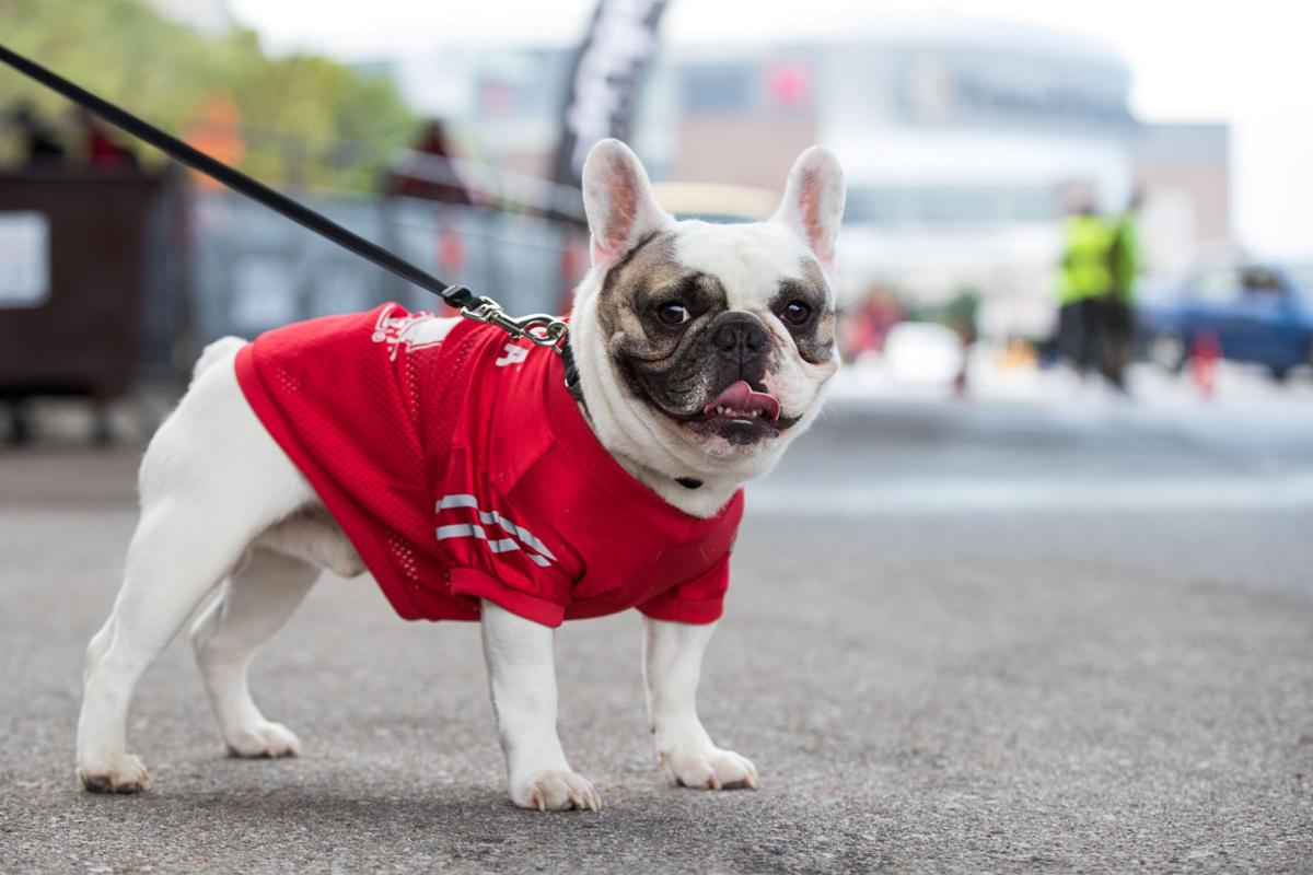 321666 BJShuskerHuskiesFans05