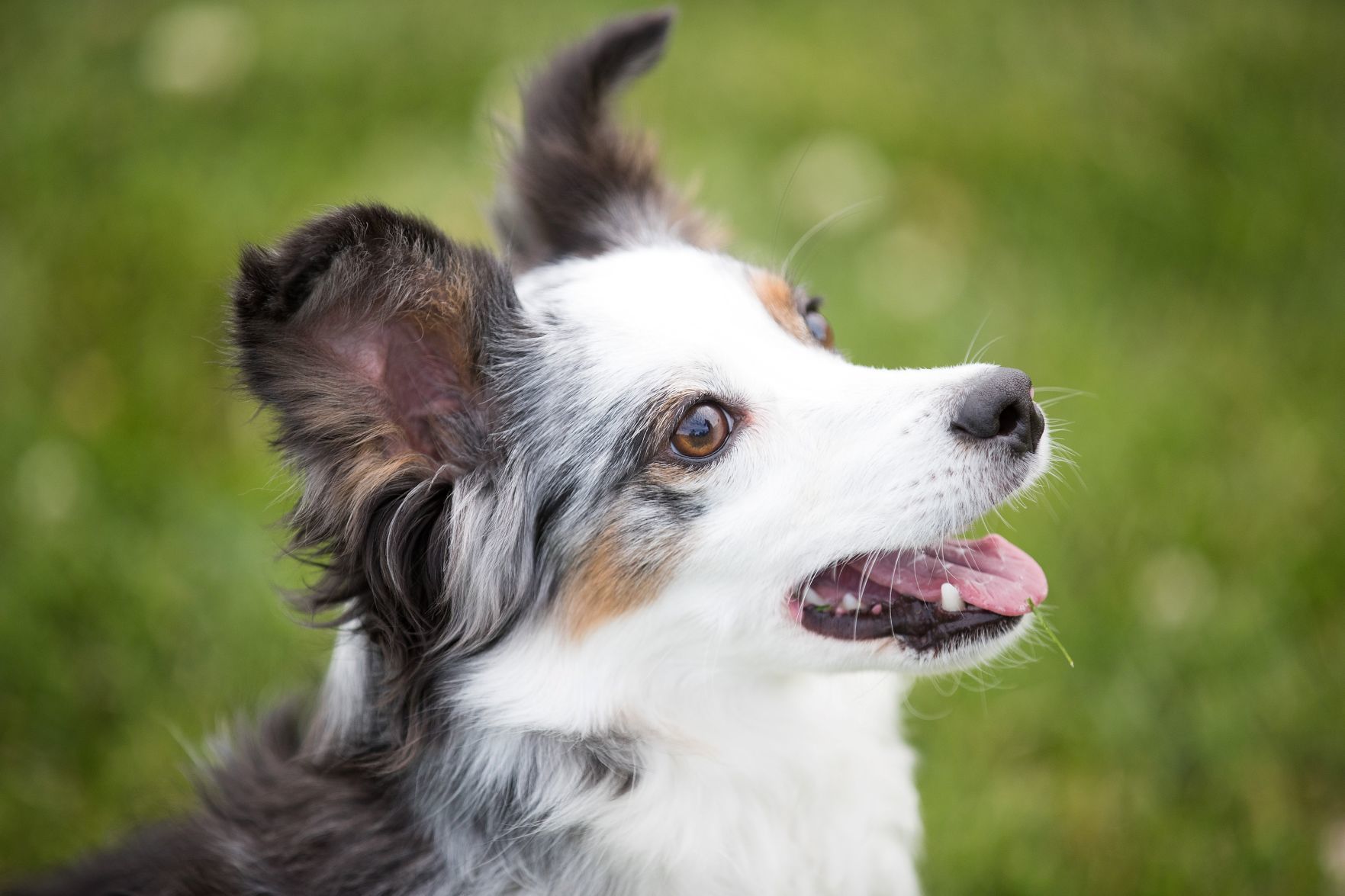 miniature american shepherd agility