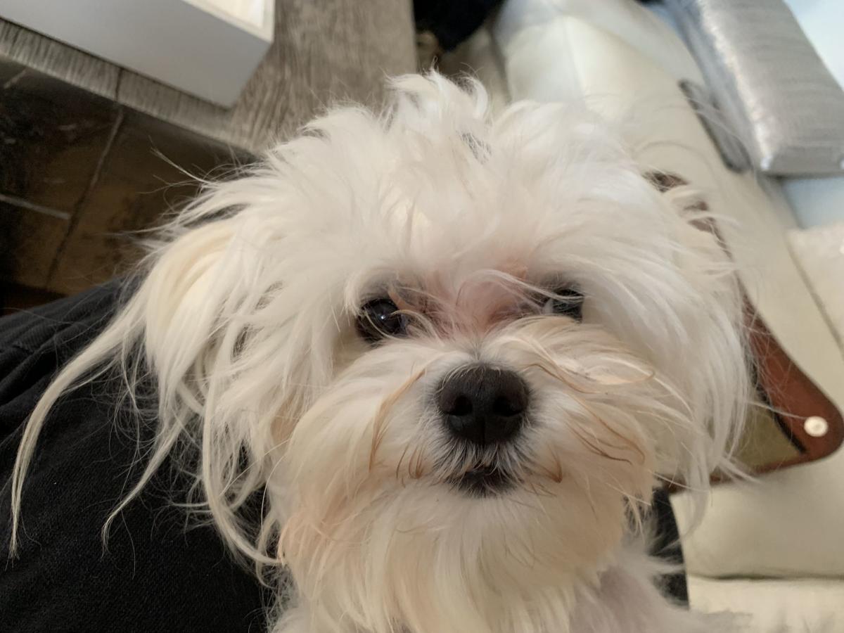 Dog for 12/18/19