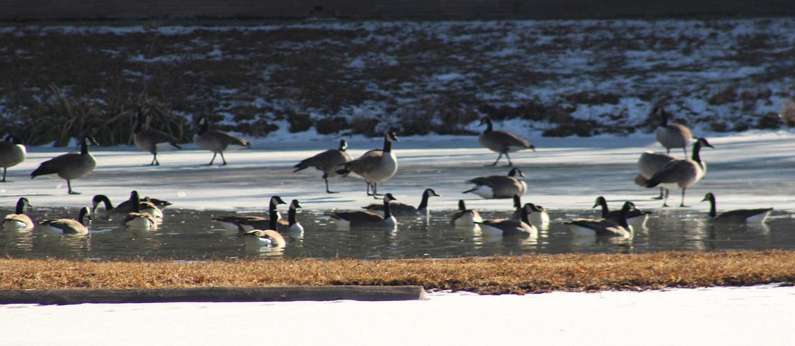 010423-gb-news-bird-count-p03.JPG