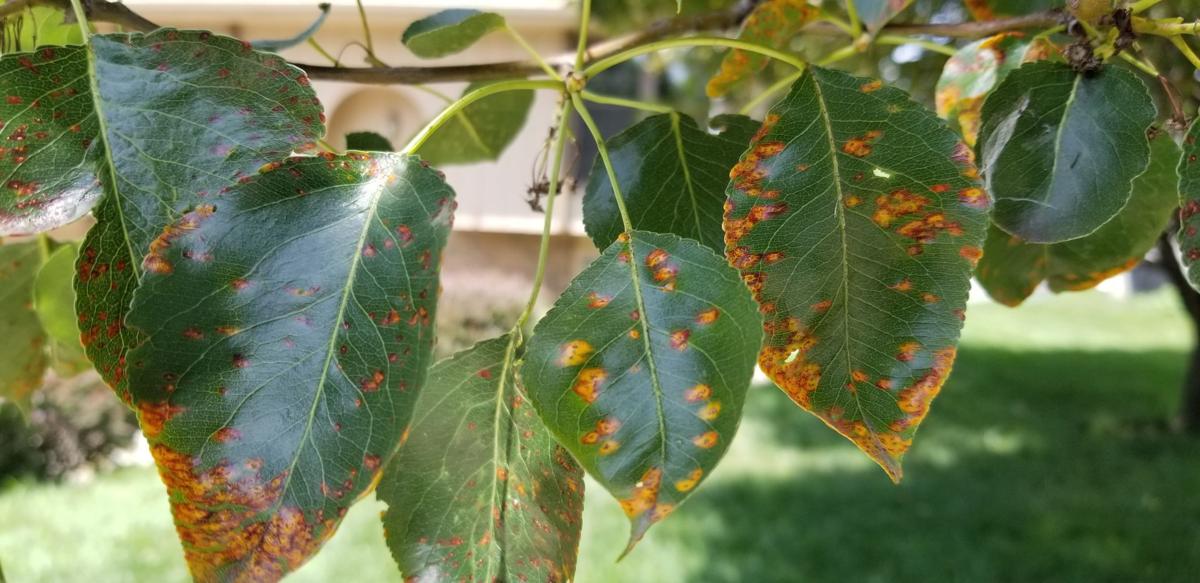 Pear leaves