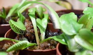 Scientists unlock the secret behind the Venus flytrap's snap