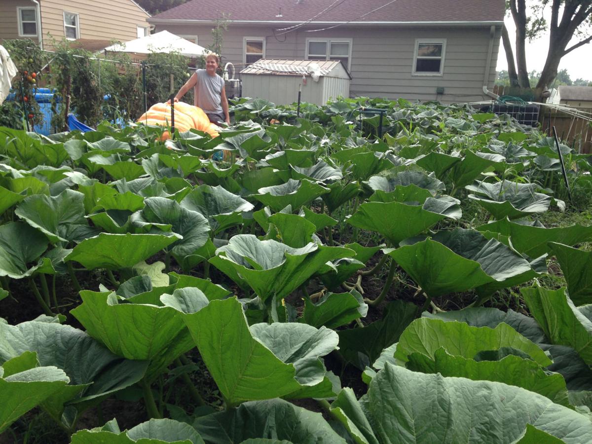 Bellevue Backyard Farmer Has Eye On Growing State S Biggest