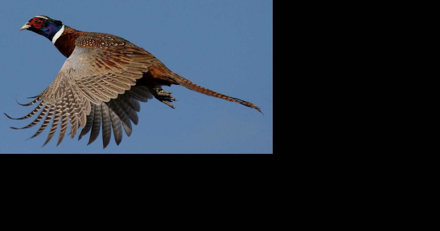 Upland bird hunting prospects optimistic for Nebraskans