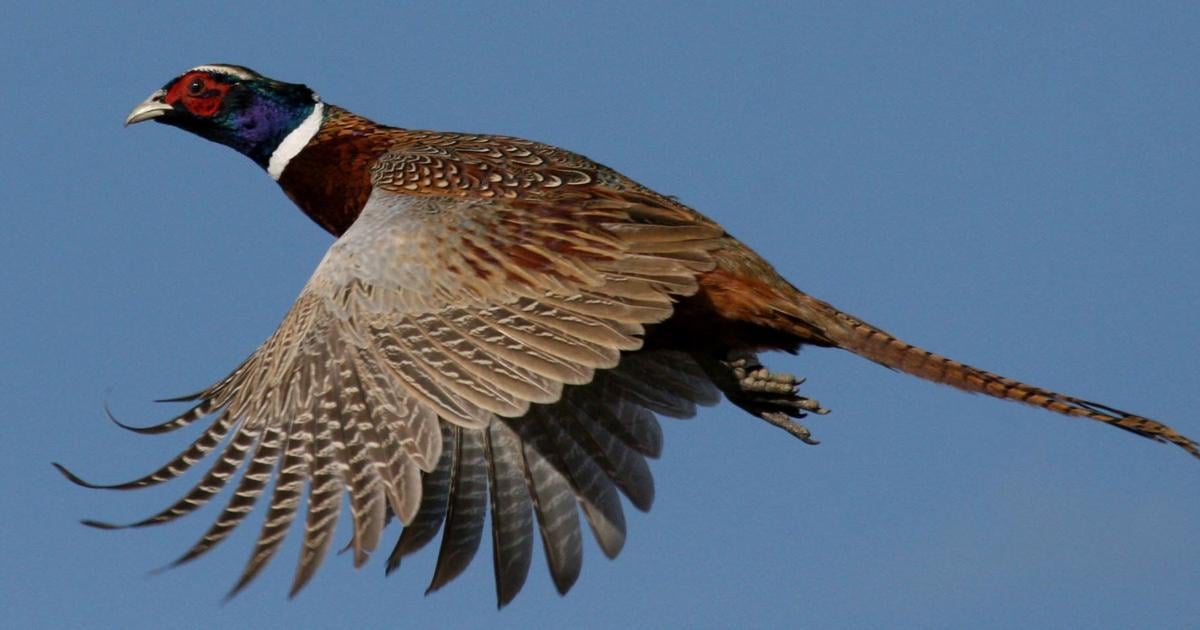 Upland bird hunting prospects optimistic for Nebraskans