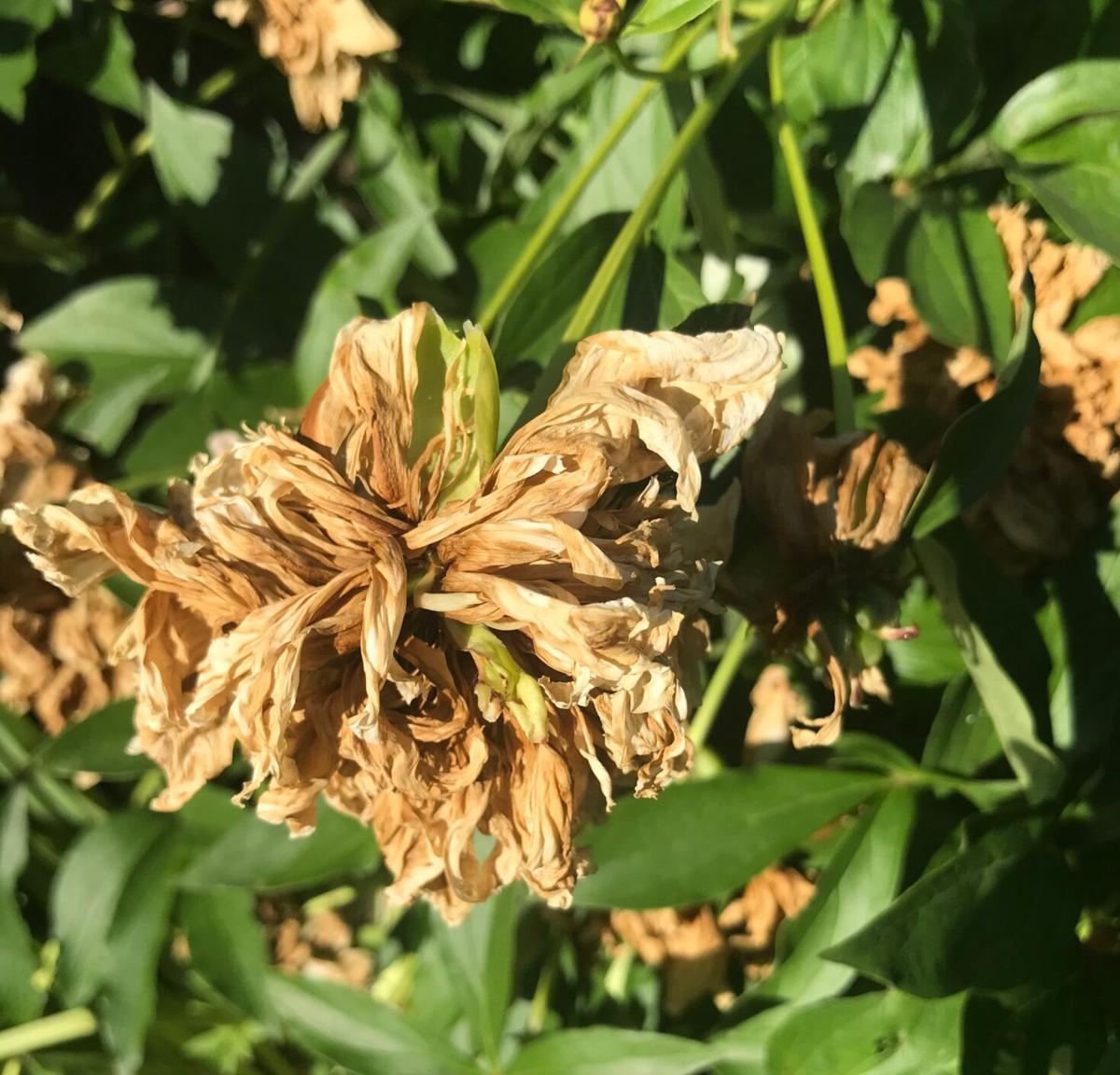 Spent peonies
