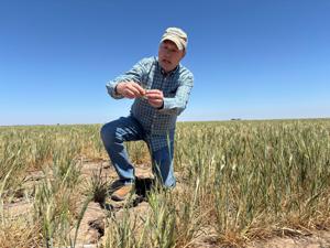 'Am I out?' Drought and rising costs from Iran war deepen pain for US farmers