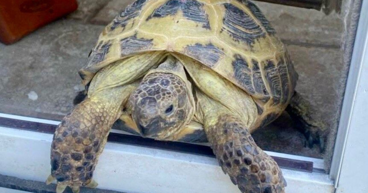 Omahan needs help finding Russian tortoise: 'If she crosses Center Street ...